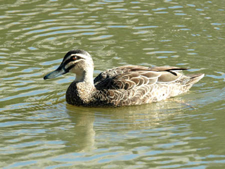 マミジロカルガモ